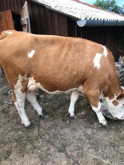 Vand jurinca, vaca