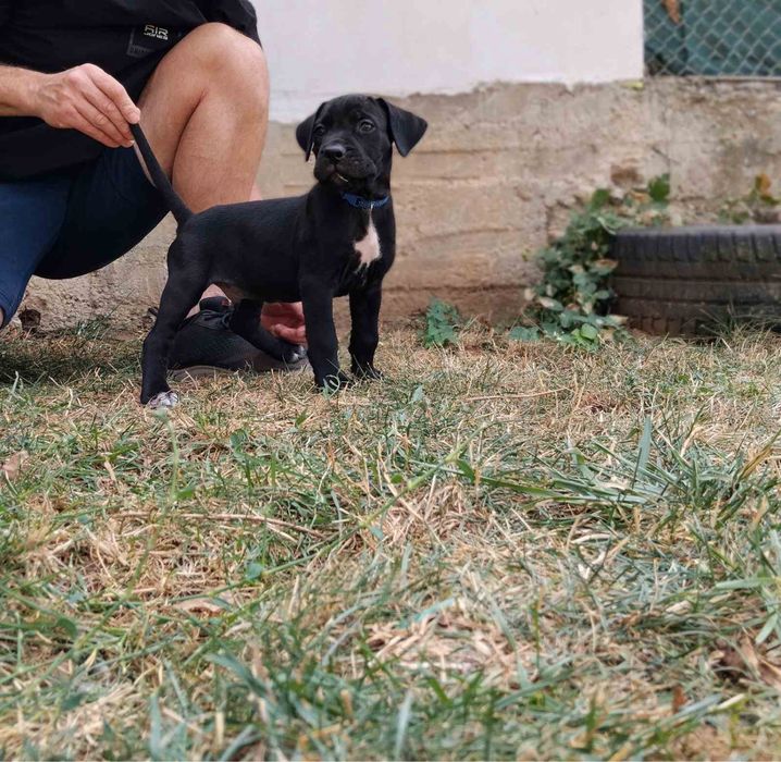 Кане Корсо/Cane Corso