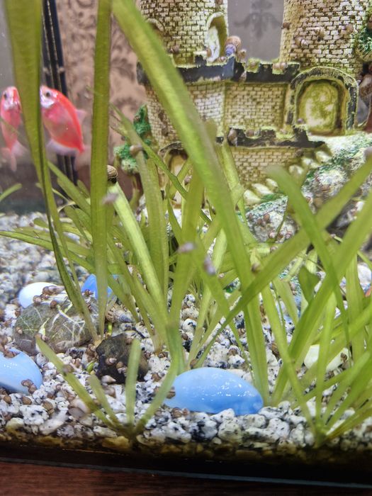 Продам аквариумных улиток