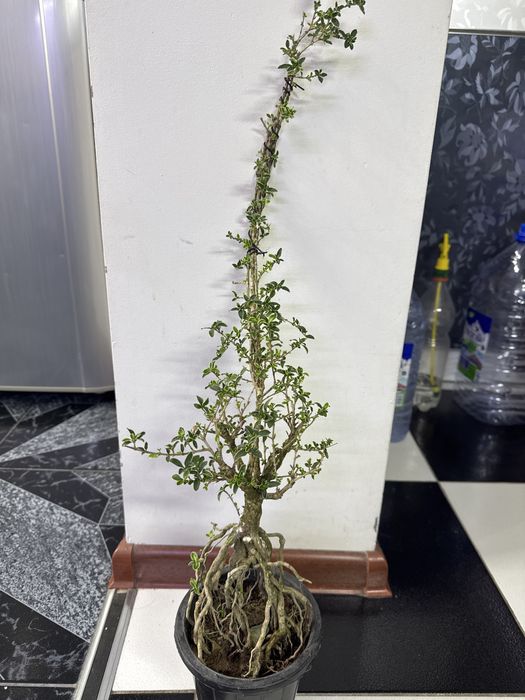 Продам бонсай Сирисса!