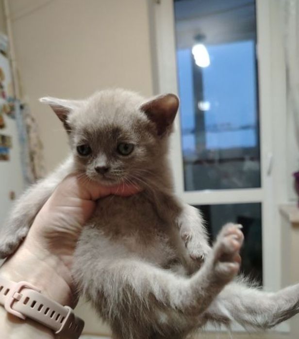 Котята 1.5 мес девочки к лотку приучены