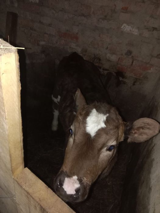 Продам породистую телочку 2.5 месяца