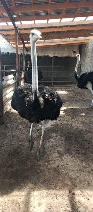 Продаю  шесть страус