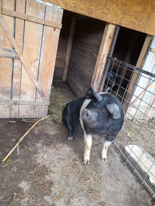 Femela basna blândă
