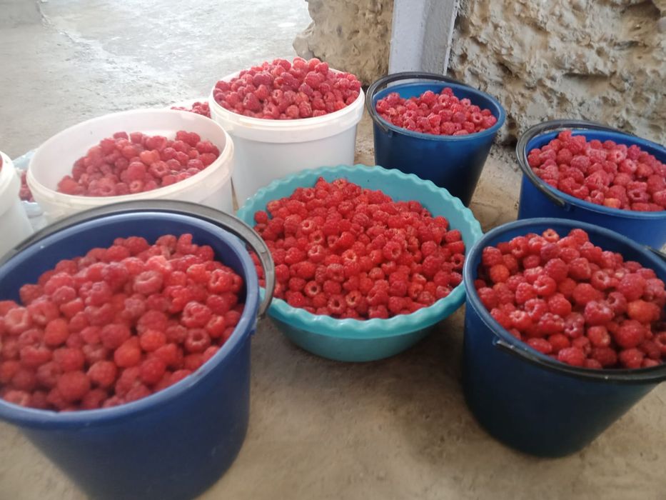 Продаётся местная свежая малина