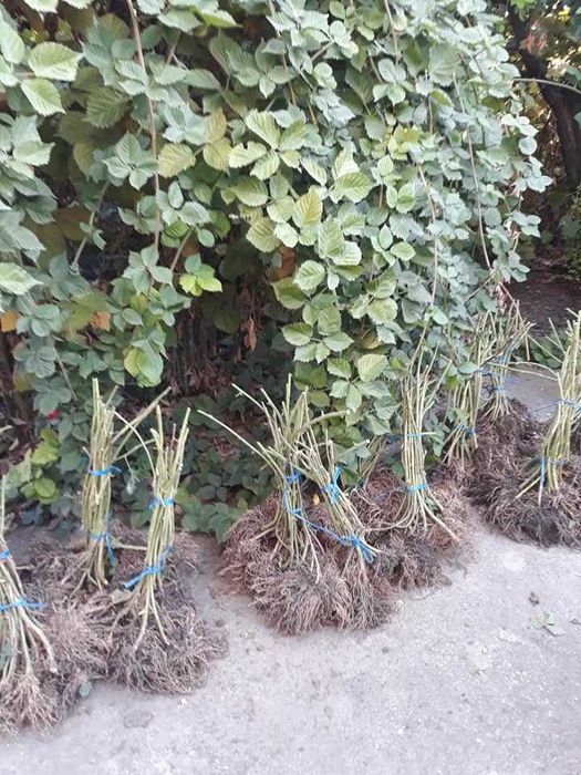 Stoloni FRAGI,  capsuni curgatori butasi de mur  zmeur smochin