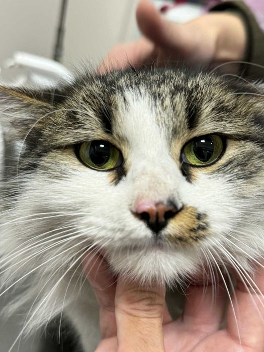 Коте Шишо търси дом