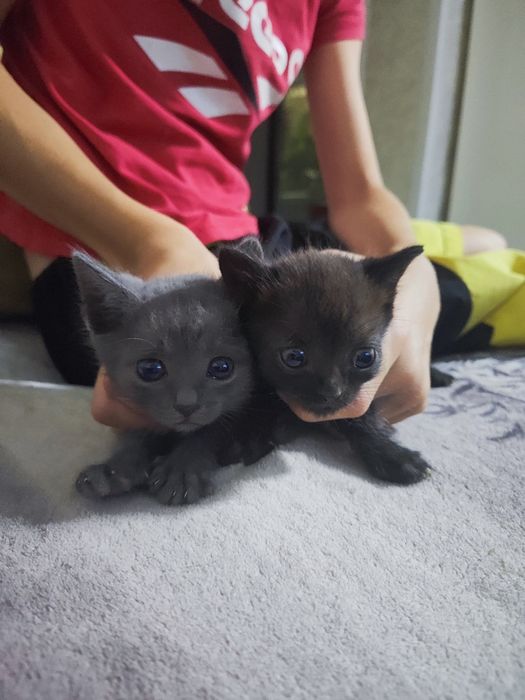 Отдам котят в хорошие руки