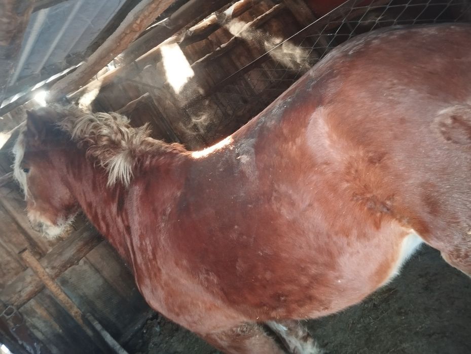 Продам    жеребца с откорма