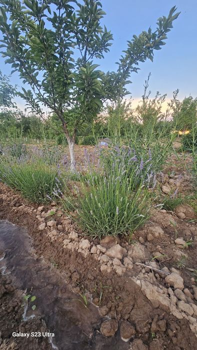 Lavanda fransuskiy sorti