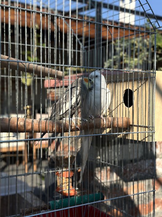 Продавам чифт  Корела