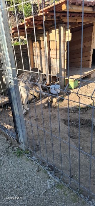 Подарявам две кучета