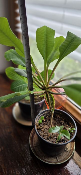 Молочай гребенчатый комнатное растение