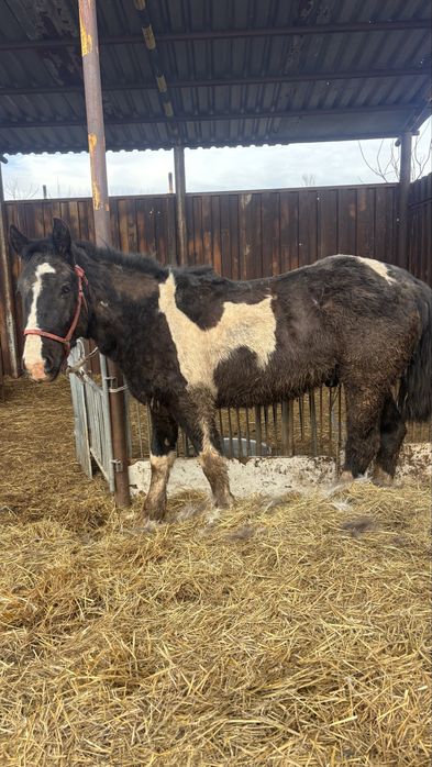 Жеребцы на продажк
