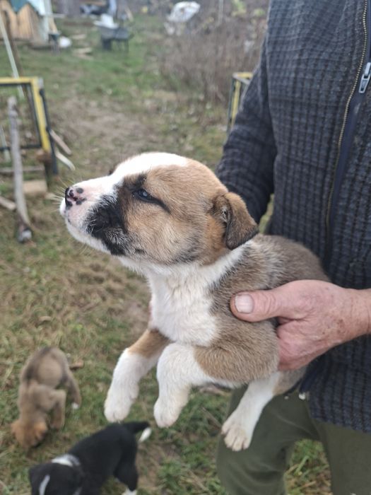 Donez catel cadou de craciun gratuit