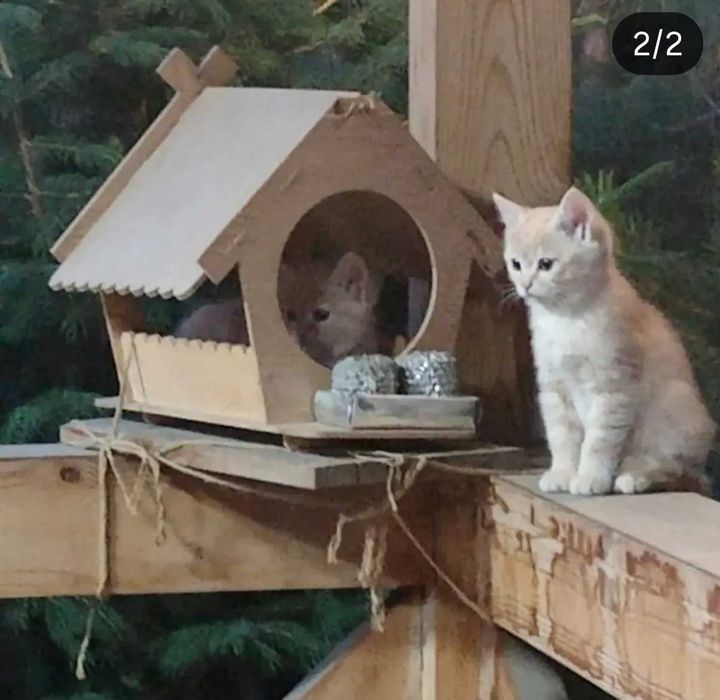 Отдам котят  в добрые руки
