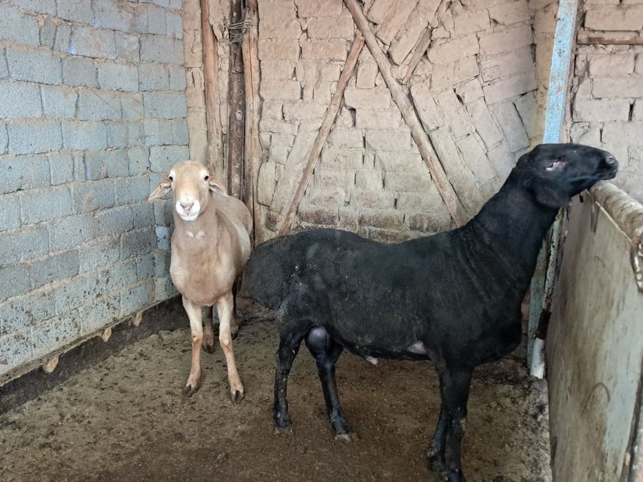 Кучкор сотилади тоза ем билан бокилган.