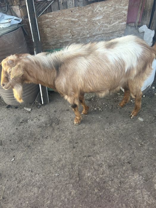 Vand 2 capre si 1 tap