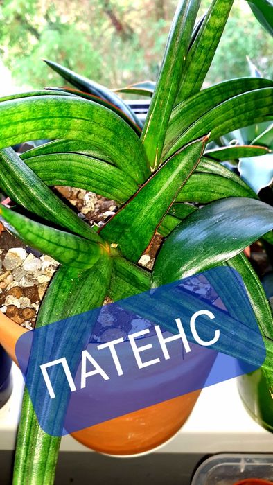Сансевиерия Сансевьера Цветы Растения комнатные