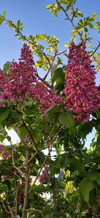 Сирень  свежая...