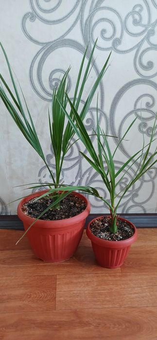 Комнатные растения от 2500