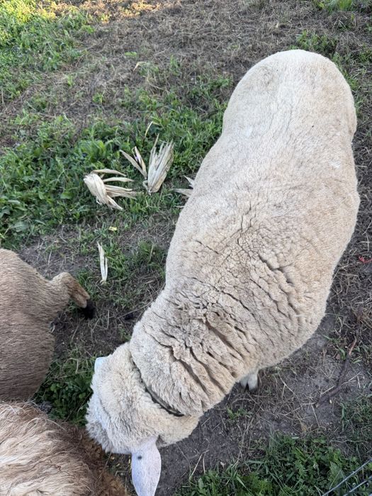 Oi de vanzare metis texel