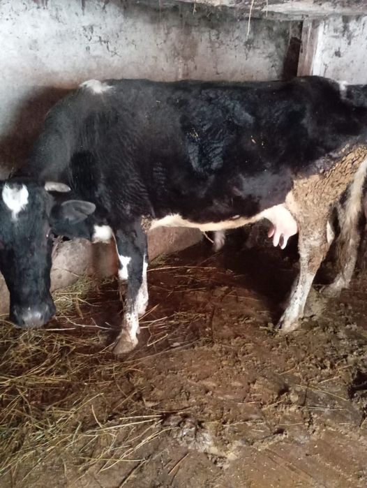 Продам коров породистых