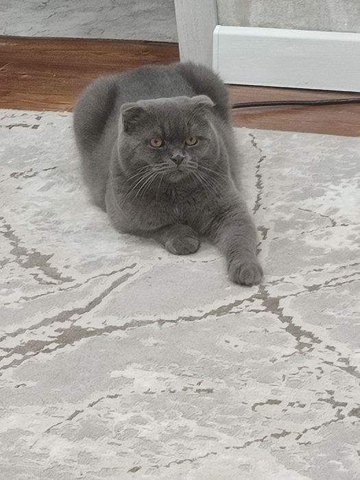 Продам британских котят.