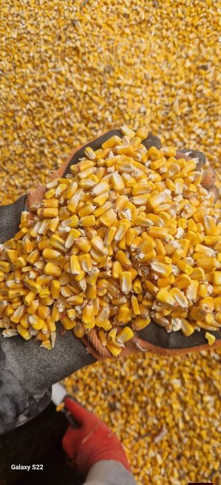 Porumb uscat cu utimitatea de 16 la sută cu livrare la domiciliu