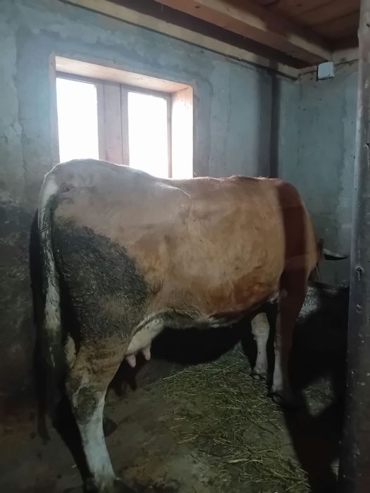 Vaca de vânzare la a 6 fătare gestanta in 2 luni