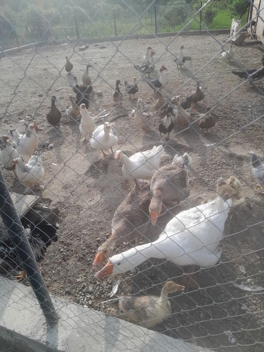 Rațe și gâște de vanzare!