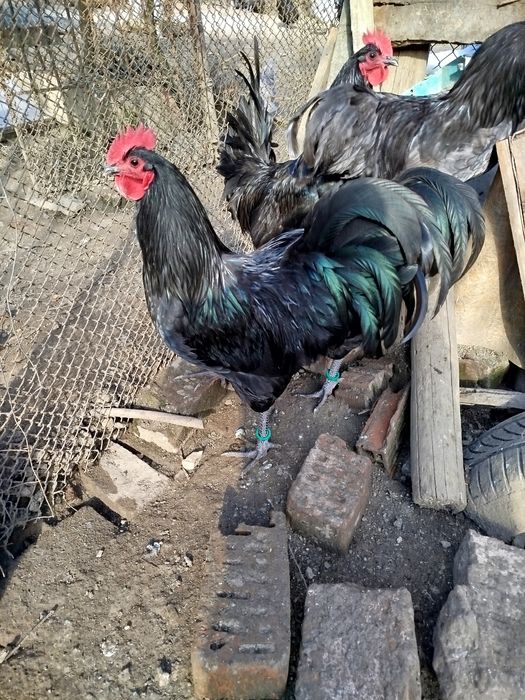 Vând cocoși australorp