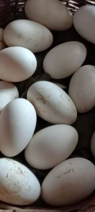 Vând ouă de găscă pentru incubat