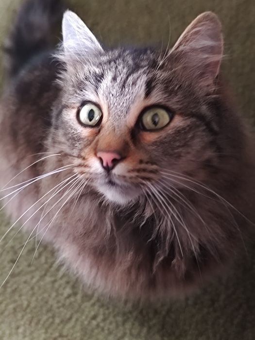 Подарява се котка