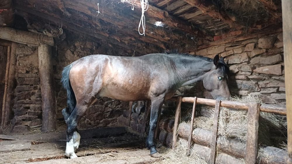 4 жасар айғыр сатылады!