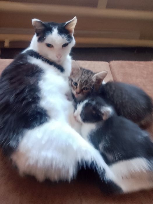 Отдам котенка в добрые руки