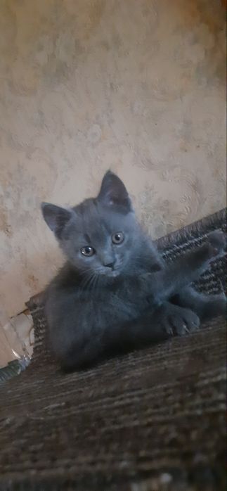 Mushukcha sotiladi / продается котёнок