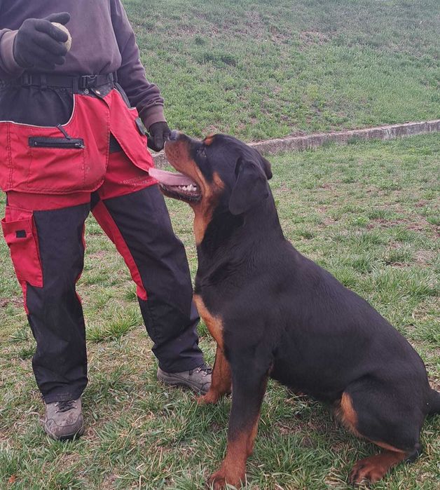 Rottweiler femelă tânără, pregătită pentru BH