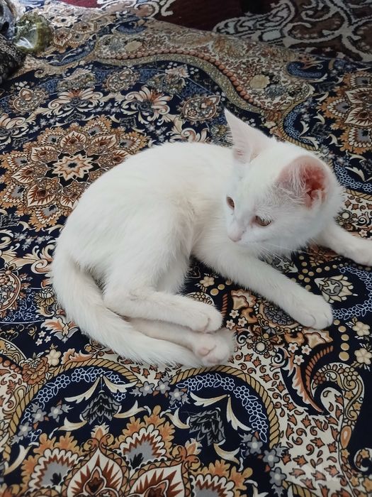 Turetskiy angora