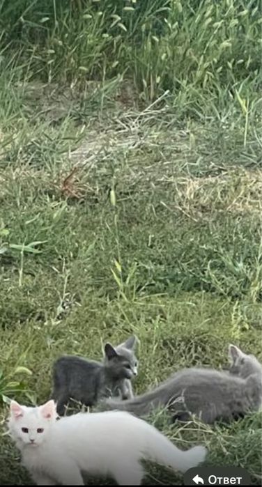 очаровательные котята