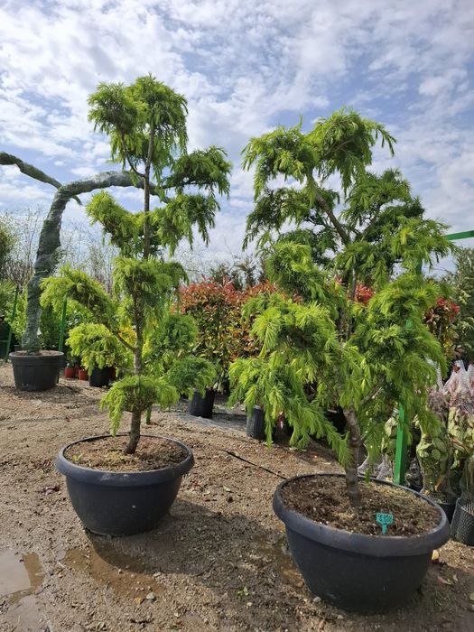 Vând tuia leylandii chiparos la oferta