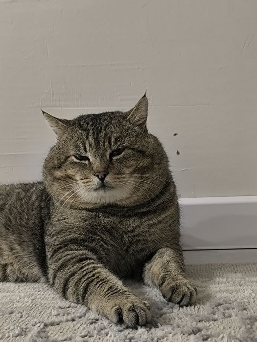 Отдам кота в добрые руки