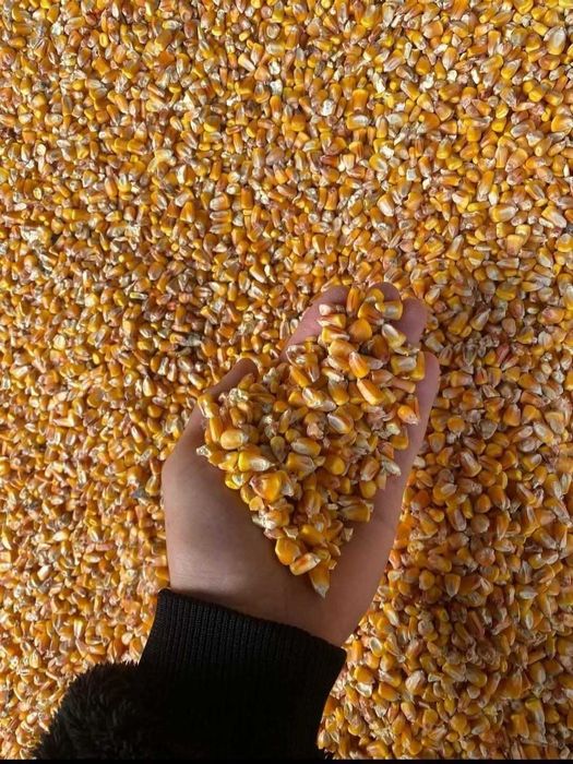 Vand porumb productie 2025