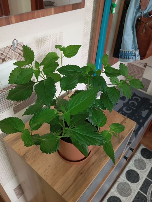 Продам комнатные растения