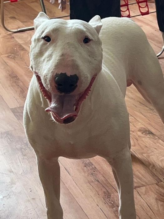 Вязка бультерьер