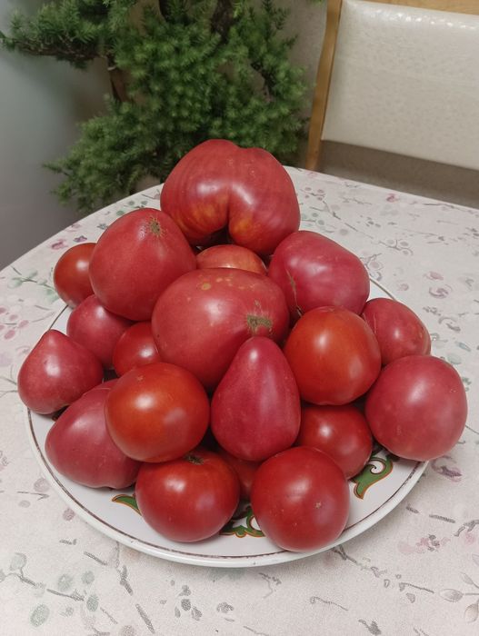 Помидоры крупные