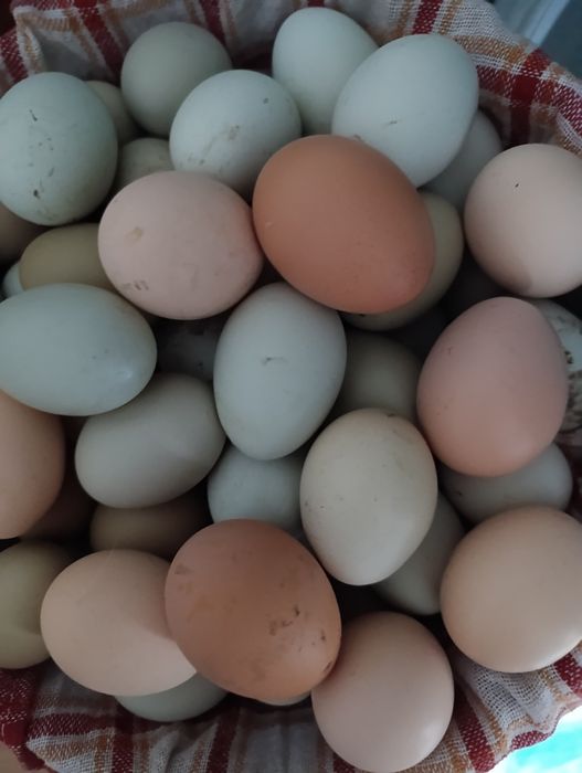 Яйца для инкубатора