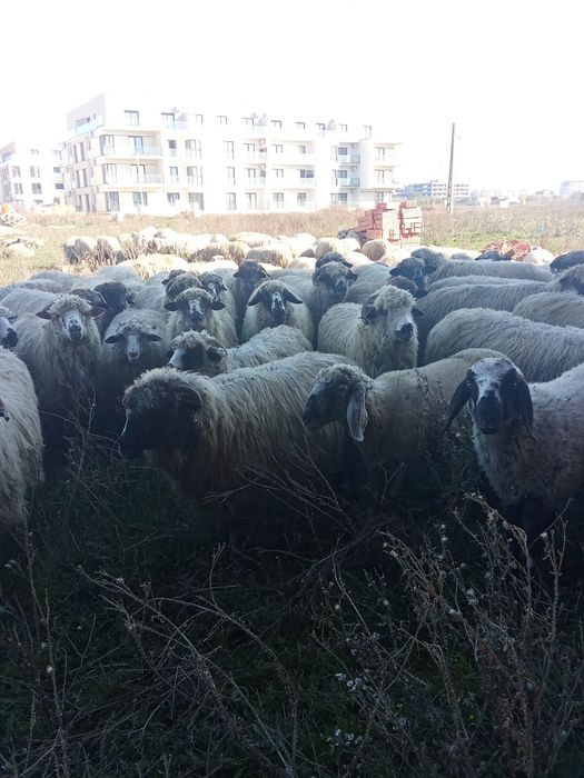 Vând oi țurcane ..….