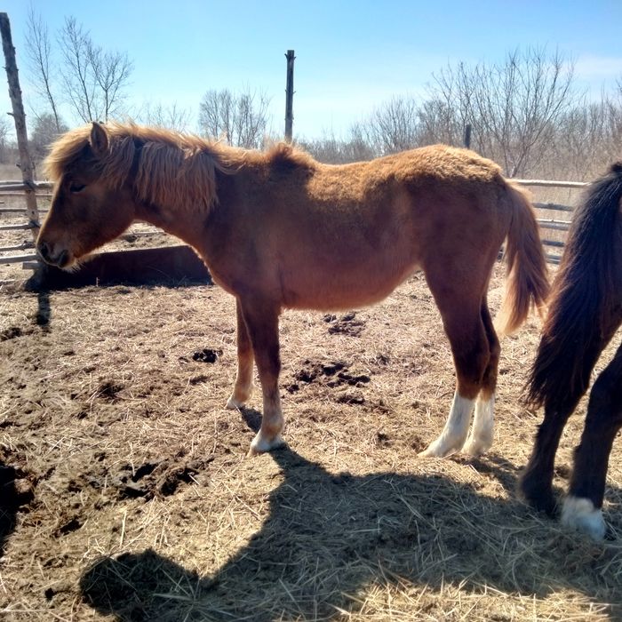 Продаются кобылки