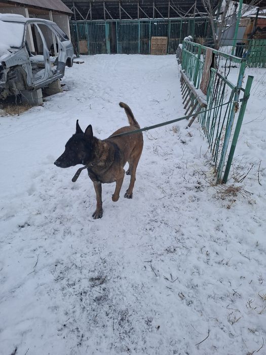 Белгийсеая овчарка  Малинуа